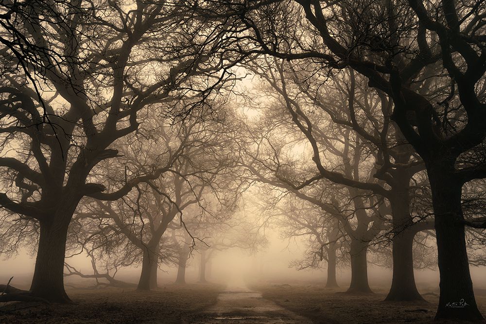 The Path Unknown art print by Martin Podt for $57.95 CAD