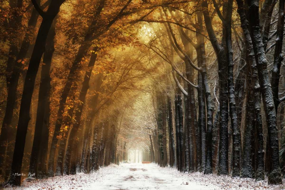 Autumn to Winter art print by Martin Podt for $57.95 CAD