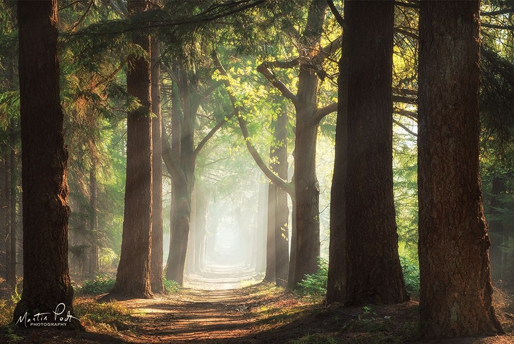 Fresh Green Forest art print by Martin Podt for $57.95 CAD