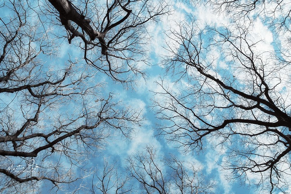 Reaching for the Sky art print by Martin Podt for $57.95 CAD