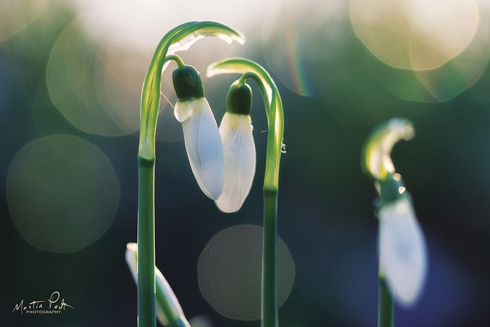 Snowdrops I  art print by Martin Podt for $57.95 CAD