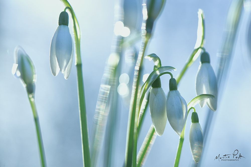 Couple of Snowdrops  art print by Martin Podt for $57.95 CAD