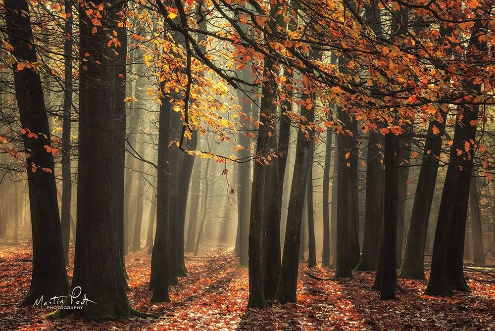 Bunch of Trees art print by Martin Podt for $57.95 CAD