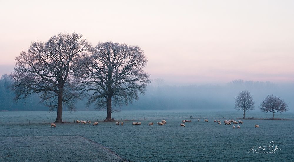 Sheep on a Cold Morning art print by Martin Podt for $57.95 CAD