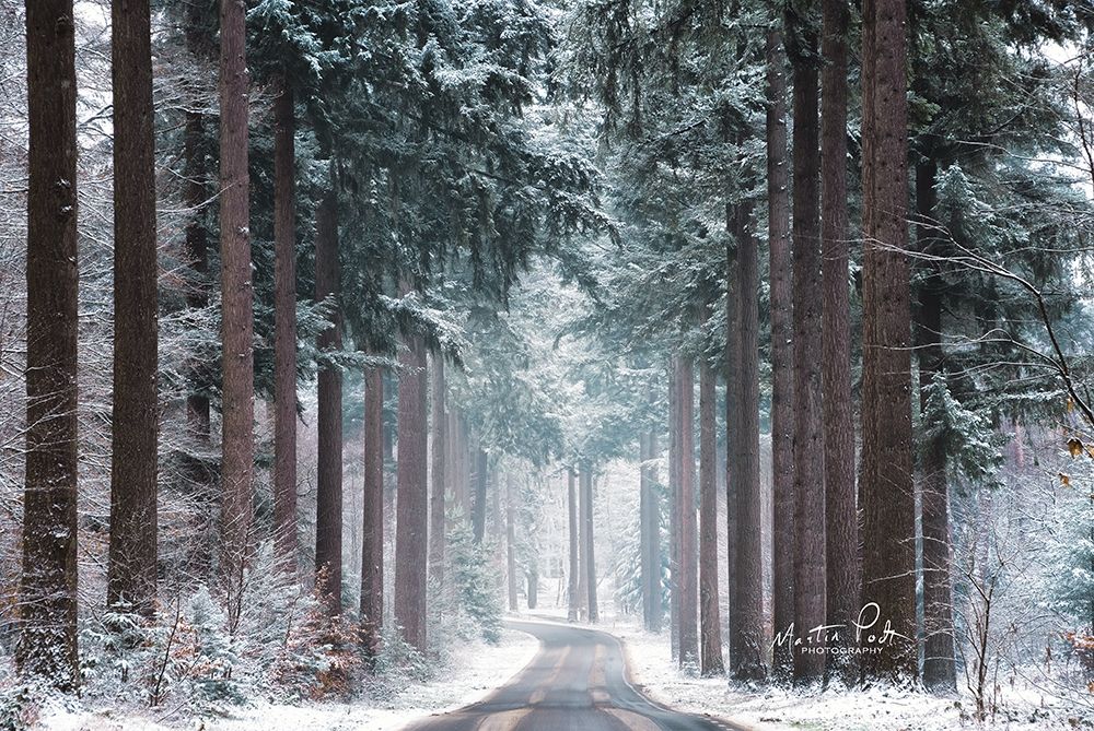 Pines in Winter Dress art print by Martin Podt for $57.95 CAD