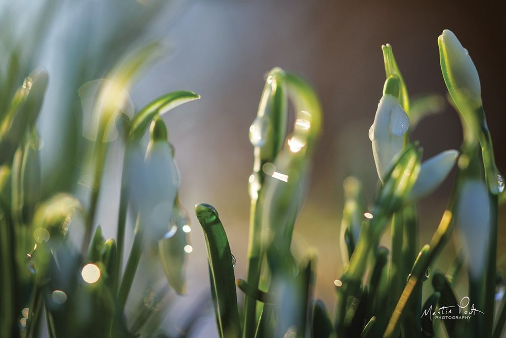 Snowdrops II art print by Martin Podt for $57.95 CAD