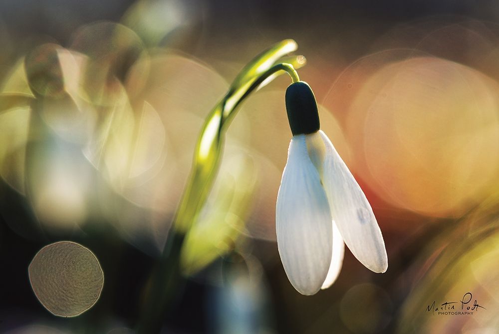 Snowdrops III art print by Martin Podt for $57.95 CAD