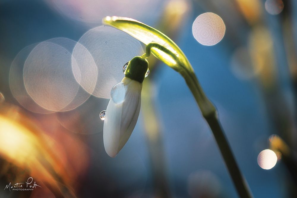 Snowdrops IV art print by Martin Podt for $57.95 CAD