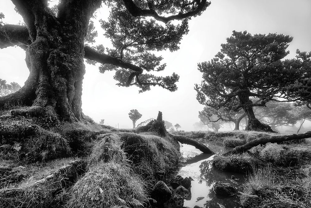 Black and White Fanal art print by Martin Podt for $57.95 CAD