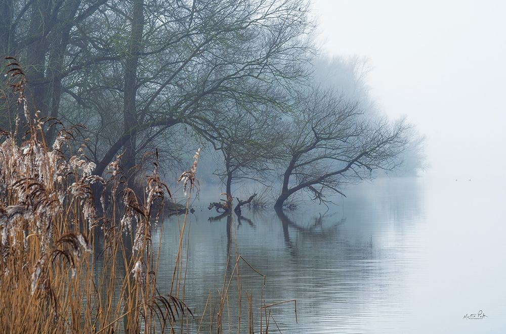 In the Swamps art print by Martin Podt for $57.95 CAD