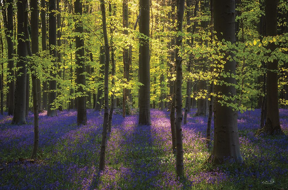 Fresh Green and Bluebells art print by Martin Podt for $57.95 CAD