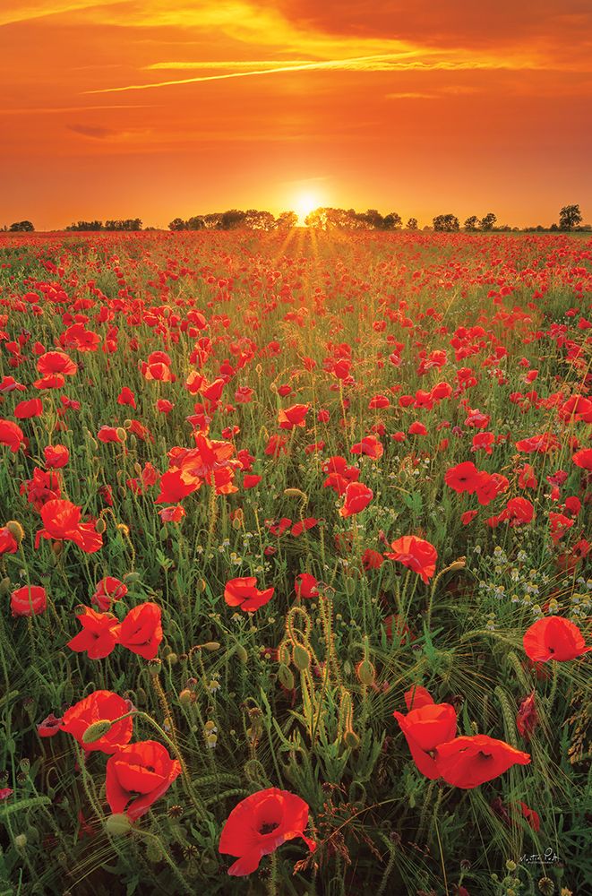 Poppies at Sunset art print by Martin Podt for $57.95 CAD