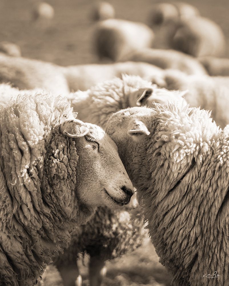 Hugging Sheep art print by Martin Podt for $57.95 CAD