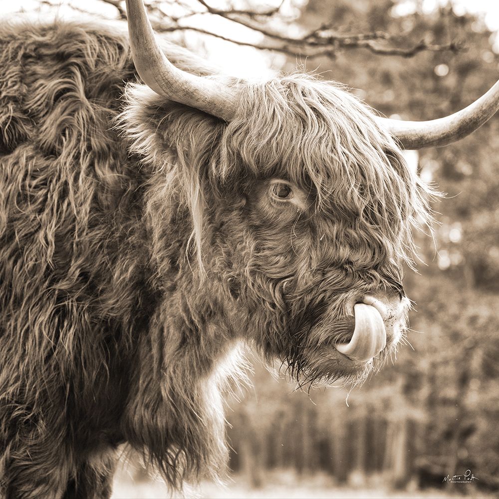 Highland Abe art print by Martin Podt for $57.95 CAD