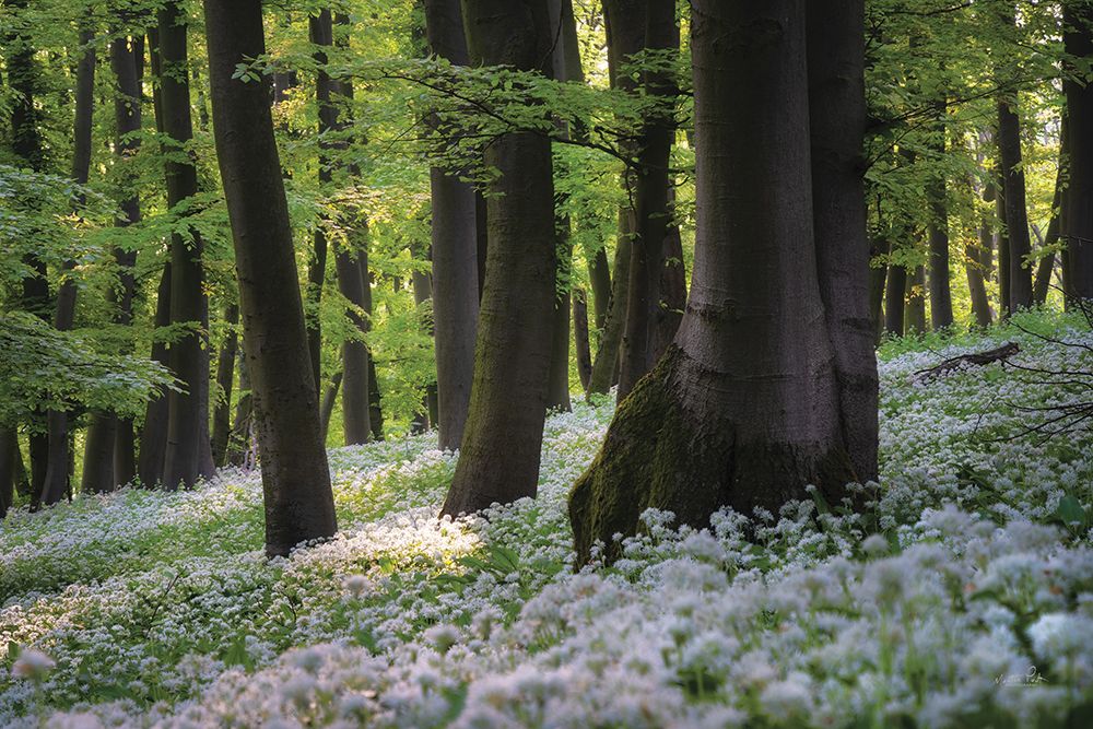 Forest Floor of Flowers art print by Martin Podt for $57.95 CAD