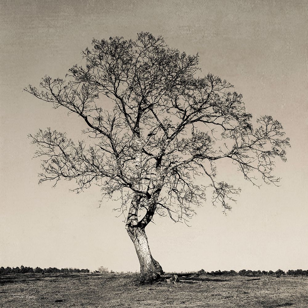 Tree No. 54 art print by Jennifer Rigsby for $57.95 CAD