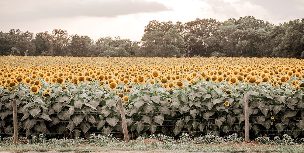 Sunflower Field No. 7 art print by Jennifer Rigsby for $57.95 CAD