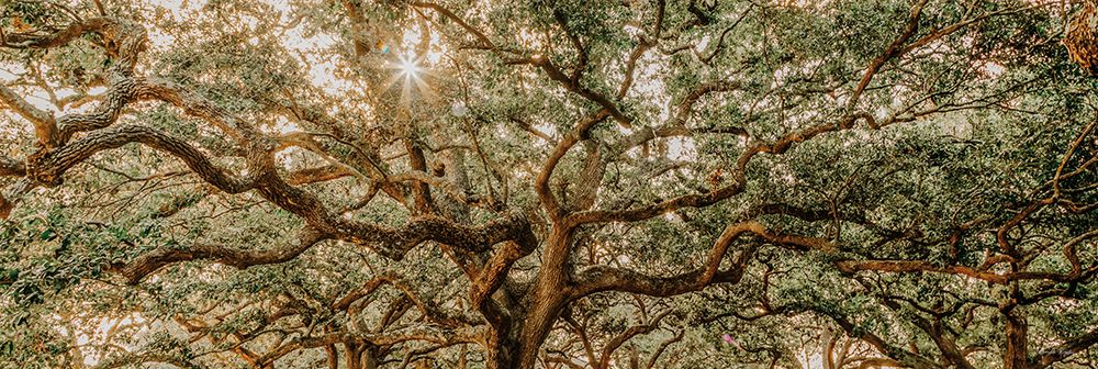 Low Country Oaks I art print by Jennifer Rigsby for $57.95 CAD