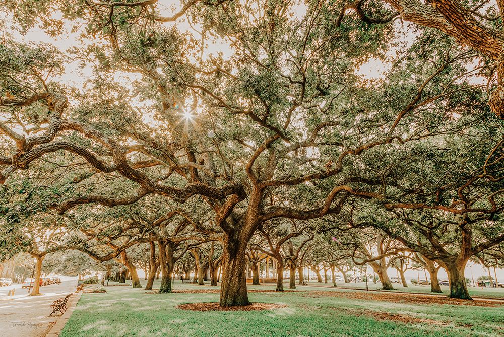 Low Country Oaks II art print by Jennifer Rigsby for $57.95 CAD