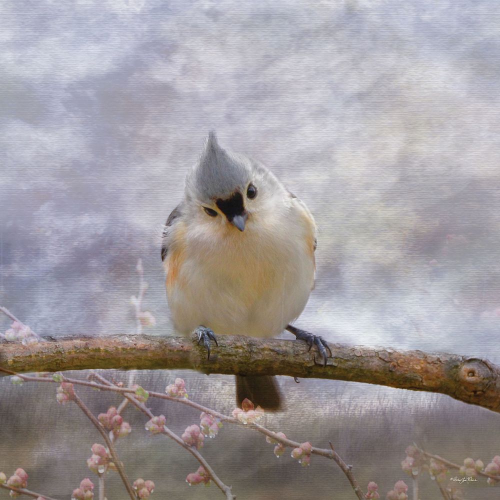 Tufted Titmouse II art print by Robin-Lee Viera for $57.95 CAD