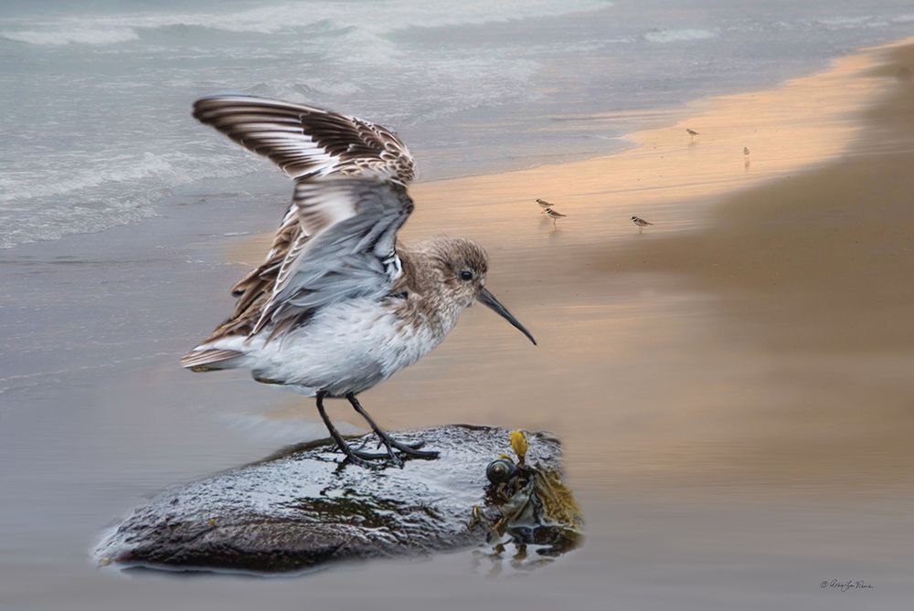 Sanderling Landing art print by Robin-Lee Viera for $57.95 CAD
