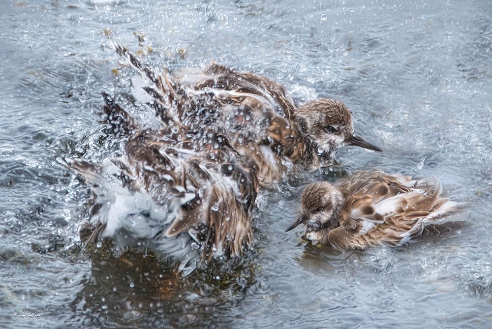 Sanderling Splash Party art print by Robin-Lee Viera for $57.95 CAD