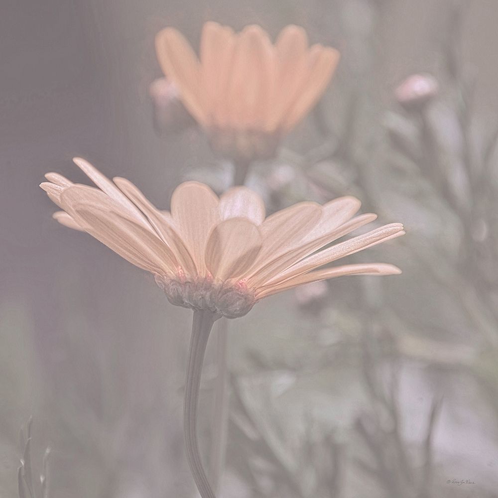 Open to the Light art print by Robin-Lee Viera for $57.95 CAD