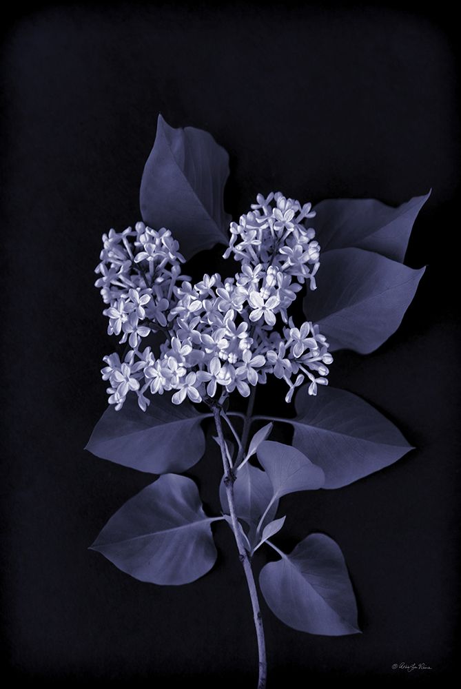 Blooming in Indigo II art print by Robin-Lee Viera for $57.95 CAD