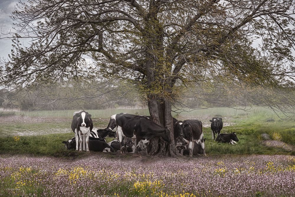 The Favorite Tree art print by Robin-Lee Viera for $57.95 CAD