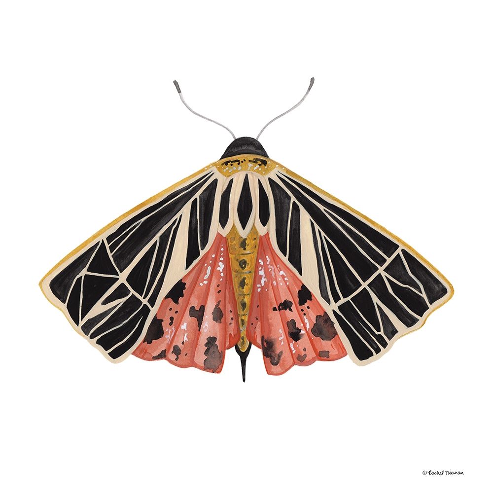 Naturally Wonderful Moth art print by Rachel Nieman for $57.95 CAD