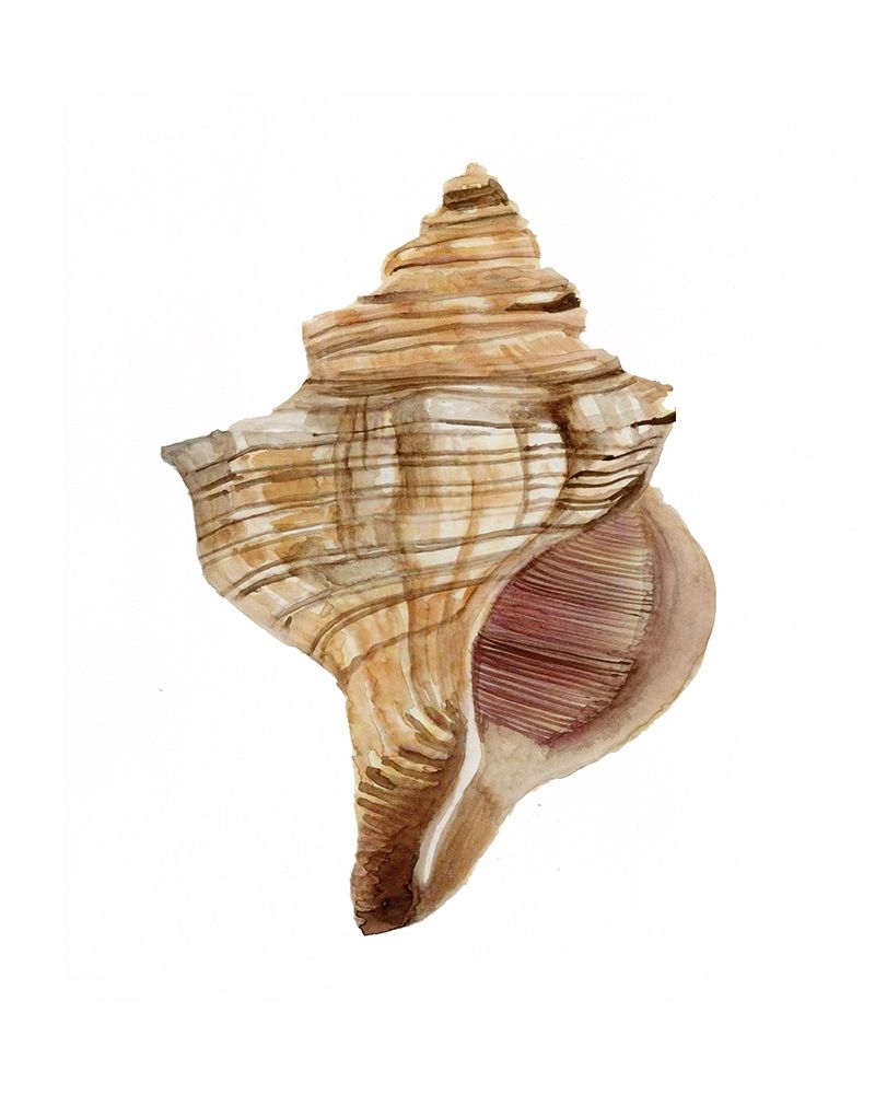 Neutral Shell Collection 1   art print by Stellar Design Studio for $57.95 CAD