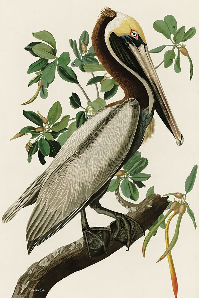 Audubon Brown Pelican art print by Stellar Design Studio for $57.95 CAD