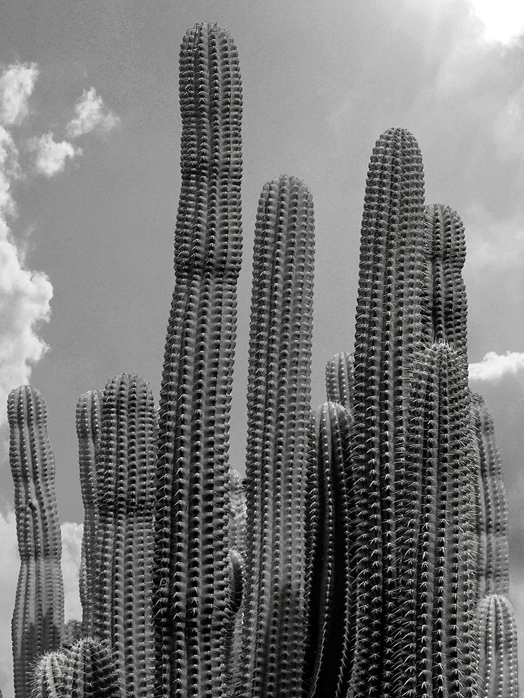 Where Cacti Thrive art print by Seven Trees Design for $57.95 CAD