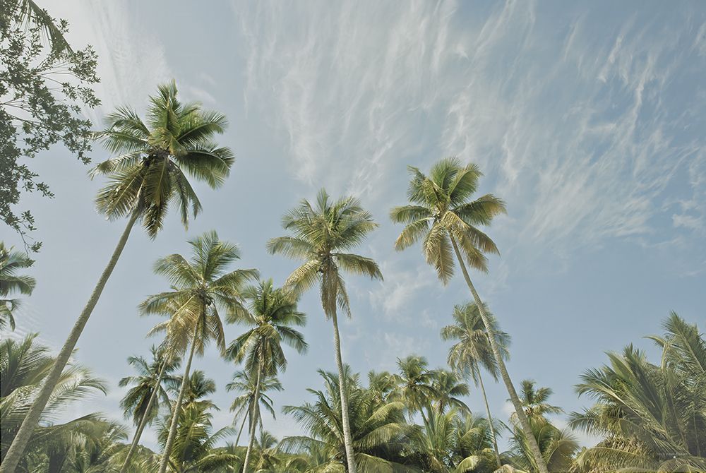 Magens Bay Palms art print by Catch A Star Fine Art for $57.95 CAD