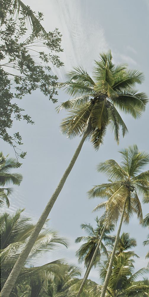 Magens Bay Palms I  (Triptych I) art print by Catch A Star Fine Art for $57.95 CAD