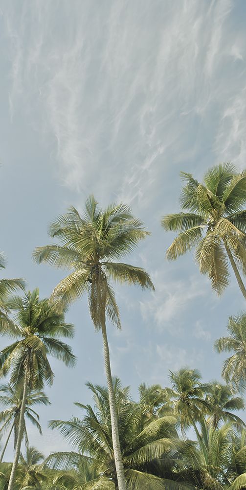 Magens Bay Palms II (Triptych II) art print by Catch A Star Fine Art for $57.95 CAD