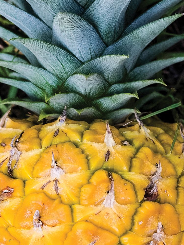 Prickly Perfection art print by Catch A Star Fine Art for $57.95 CAD