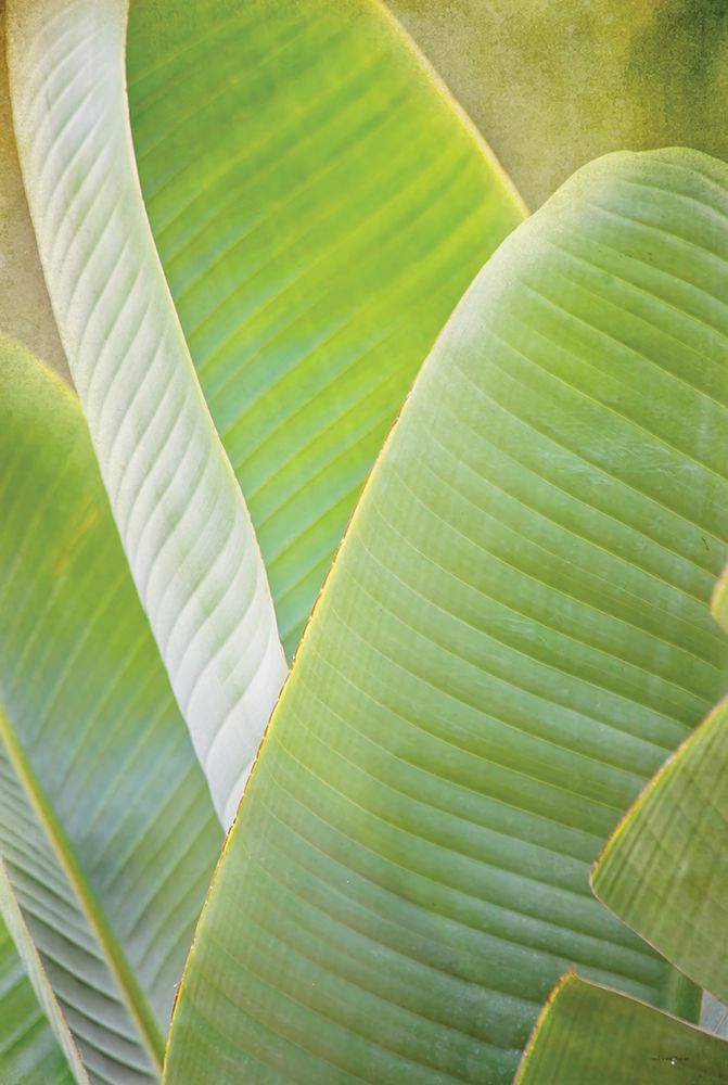 Banana Leaf I art print by Catch A Star Fine Art for $57.95 CAD