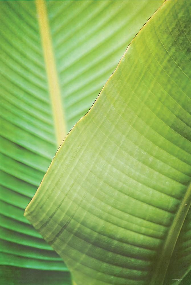 Banana Leaf II art print by Catch A Star Fine Art for $57.95 CAD