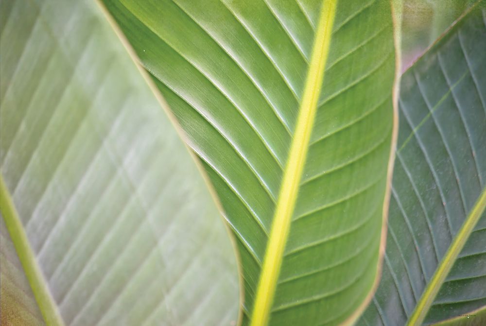 Banana Leaf III art print by Catch A Star Fine Art for $57.95 CAD