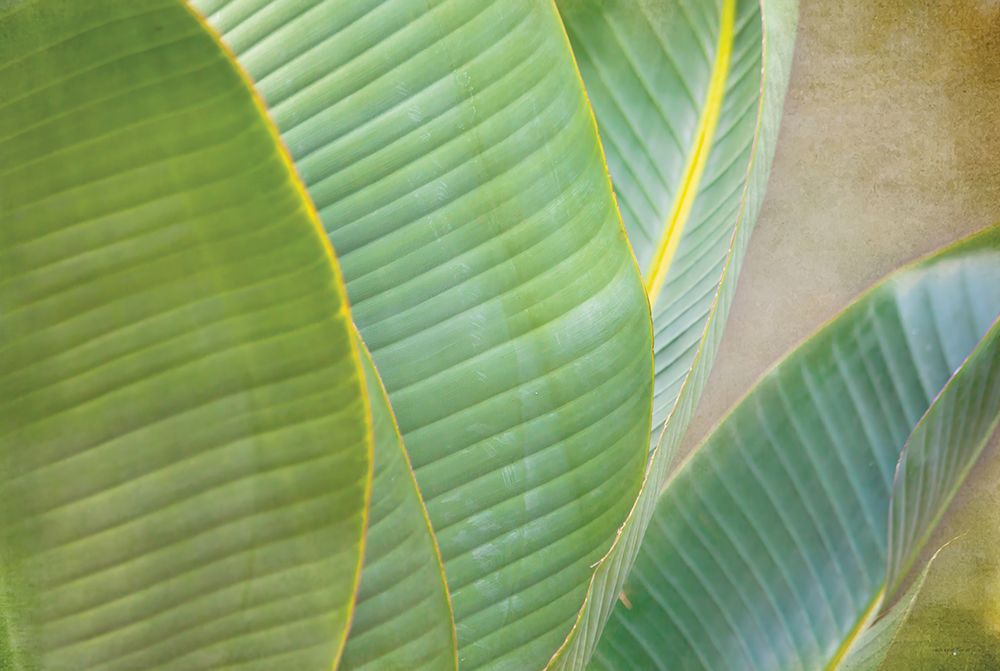 Banana Leaf IV art print by Catch A Star Fine Art for $57.95 CAD