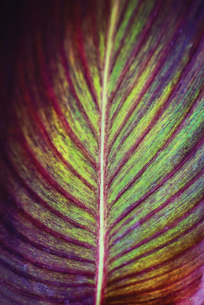 Tropical Leaf II art print by Catch A Star Fine Art for $57.95 CAD
