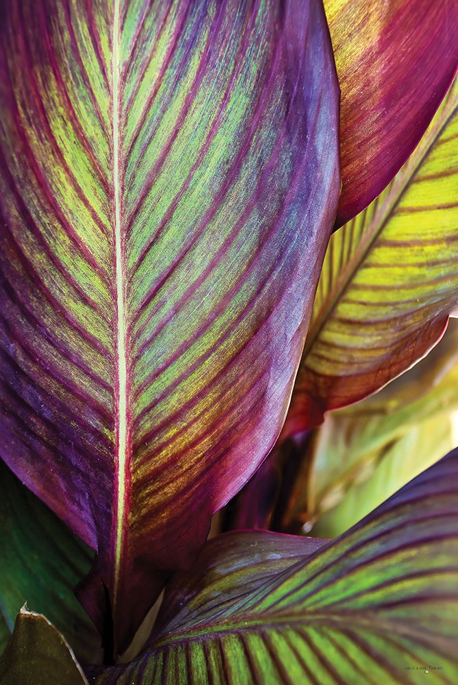Tropical Leaf III art print by Catch A Star Fine Art for $57.95 CAD