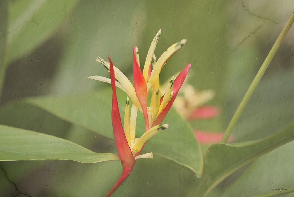 Heliconia I art print by Catch A Star Fine Art for $57.95 CAD