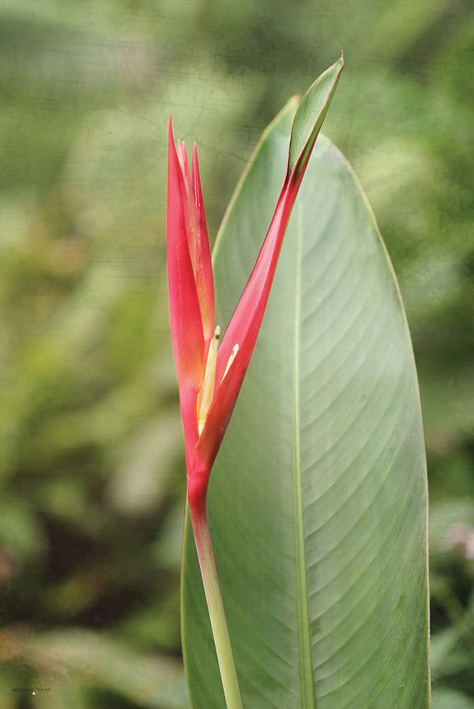 Heliconia II art print by Catch A Star Fine Art for $57.95 CAD