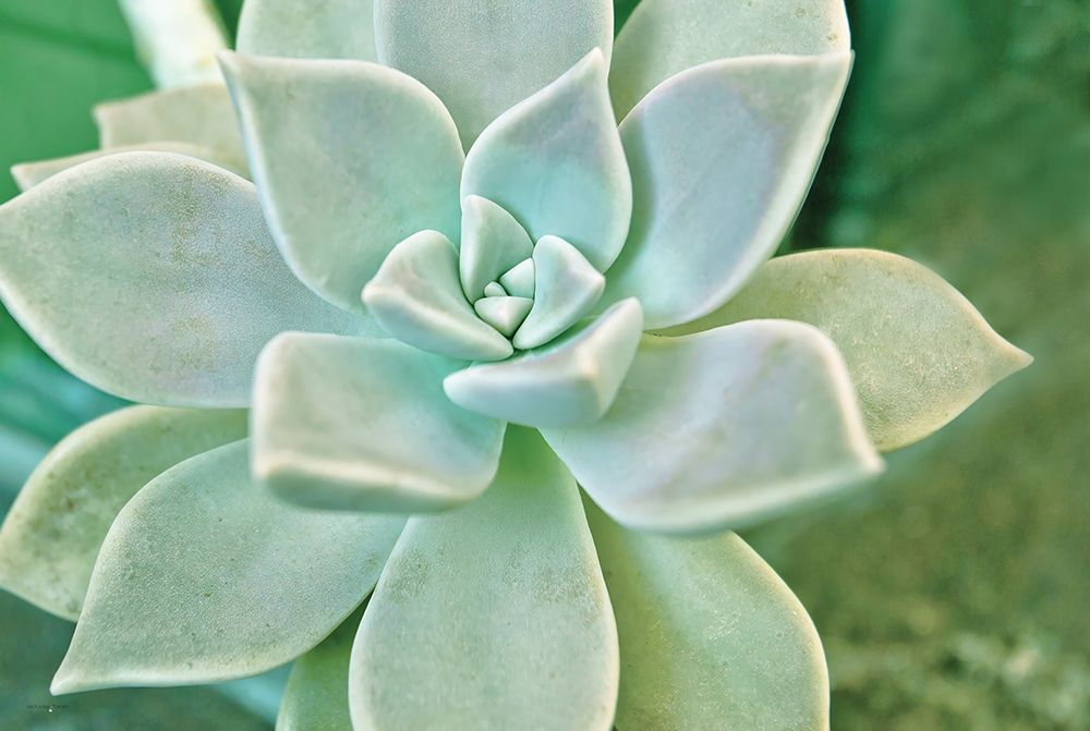 Pointy Perfection art print by Catch A Star Fine Art for $57.95 CAD