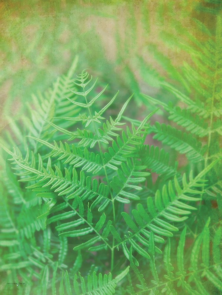 Dreamy Fern I art print by Catch A Star Fine Art for $57.95 CAD