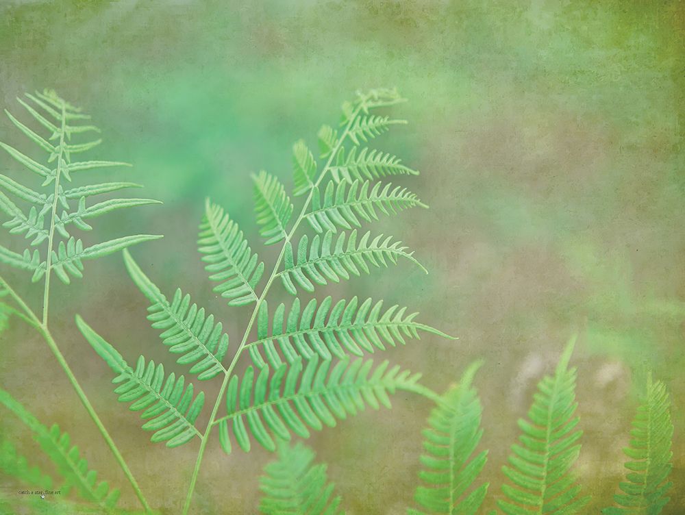 Dreamy Fern II art print by Catch A Star Fine Art for $57.95 CAD