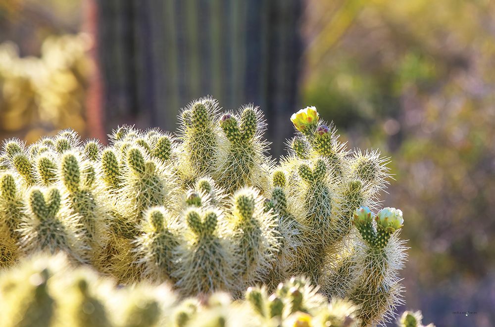 Prickly Perspective art print by Catch A Star Fine Art for $57.95 CAD