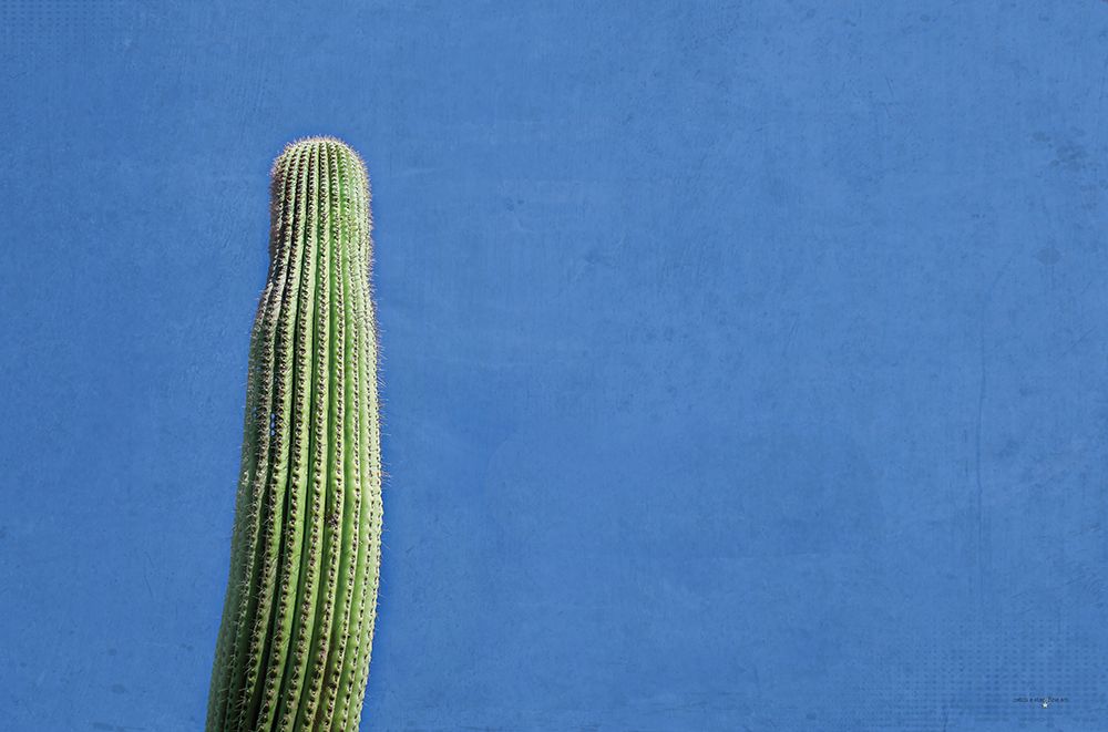 Saguaro Standing Tall III art print by Catch A Star Fine Art for $57.95 CAD